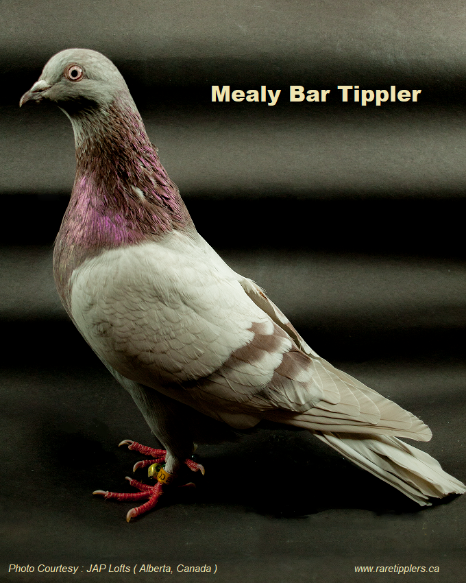 golden checkered pigeon