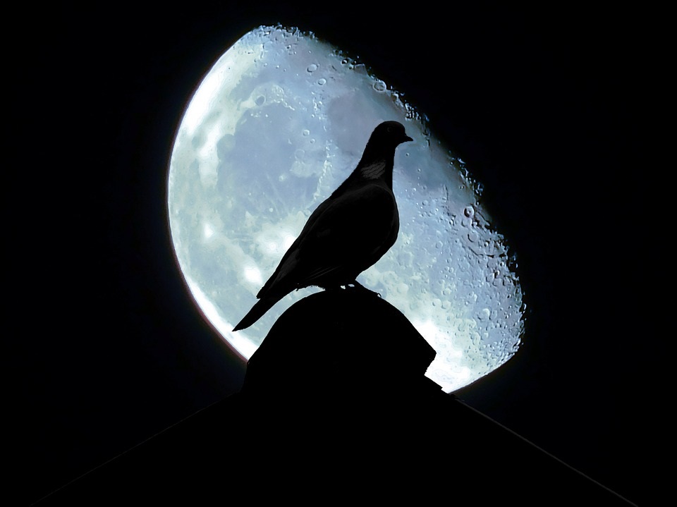 Tippler pigeon at night