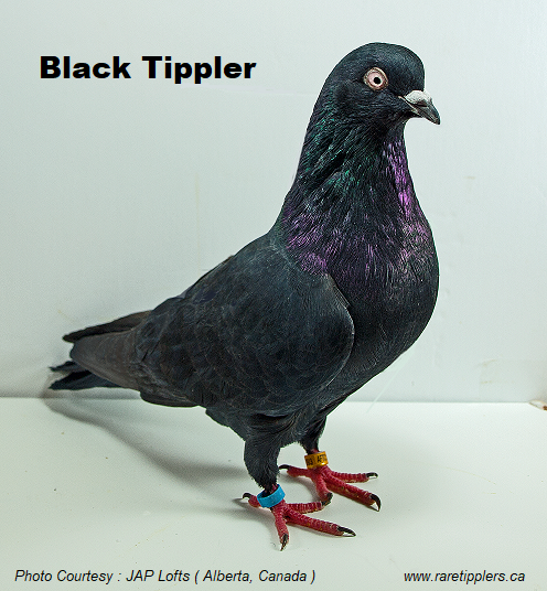 Black-Tippler