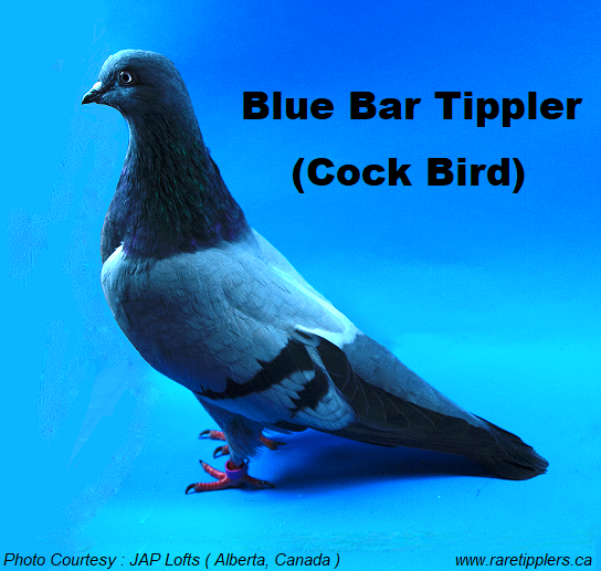 Blue Bar Tippler 2