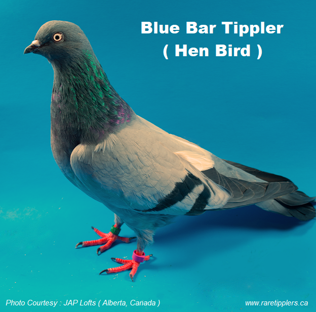 Blue Bar Tippler Hen