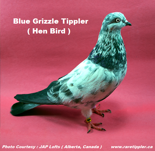 Blue Grizzle Tippler 1