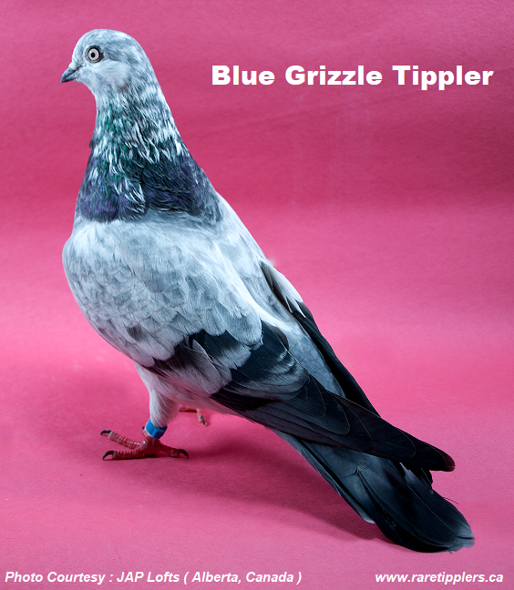 Blue Grizzle Tippler 3