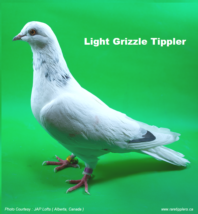 Light Grizzle Tippler