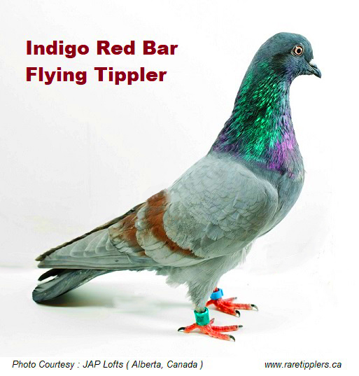 Indigo Red Bar Tippler