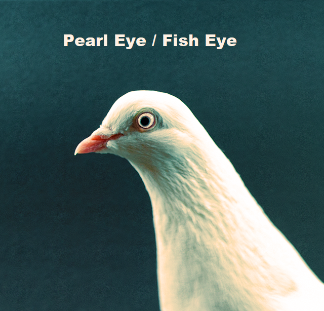 Pearl Eye