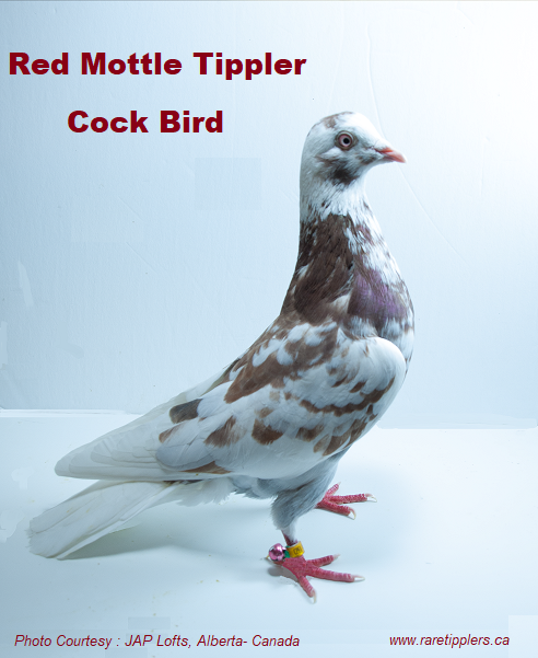 Red Mottle Tippler