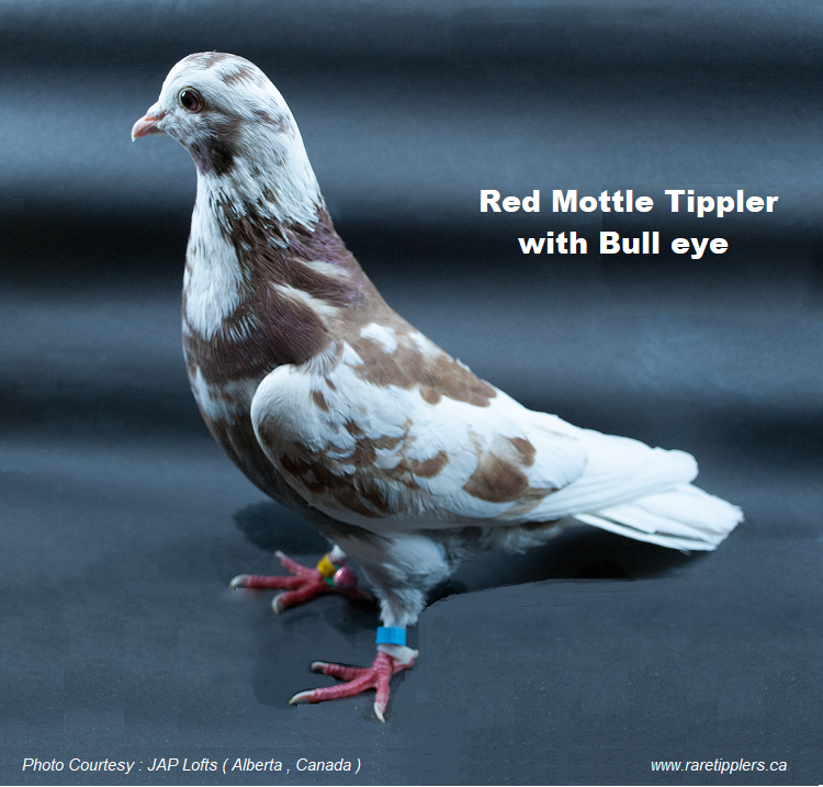 Red Mottle Tippler