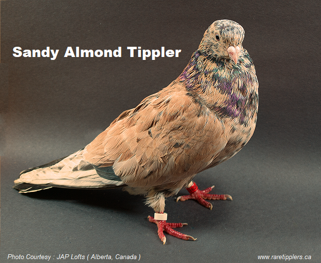 Sandy Almond Tippler