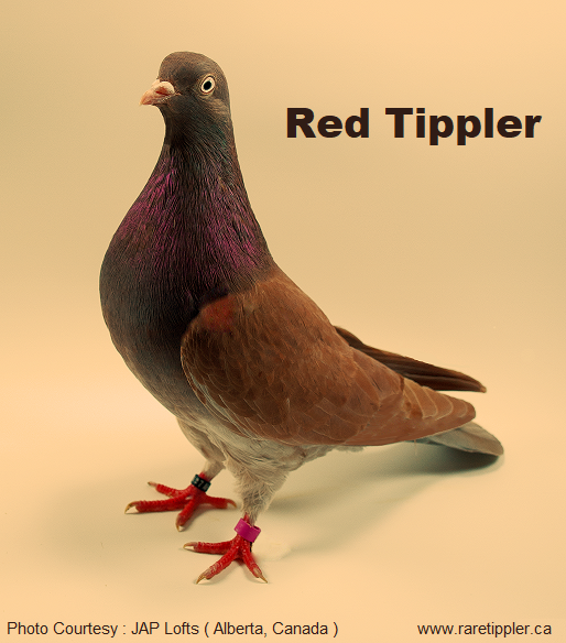 Self Red Tippler