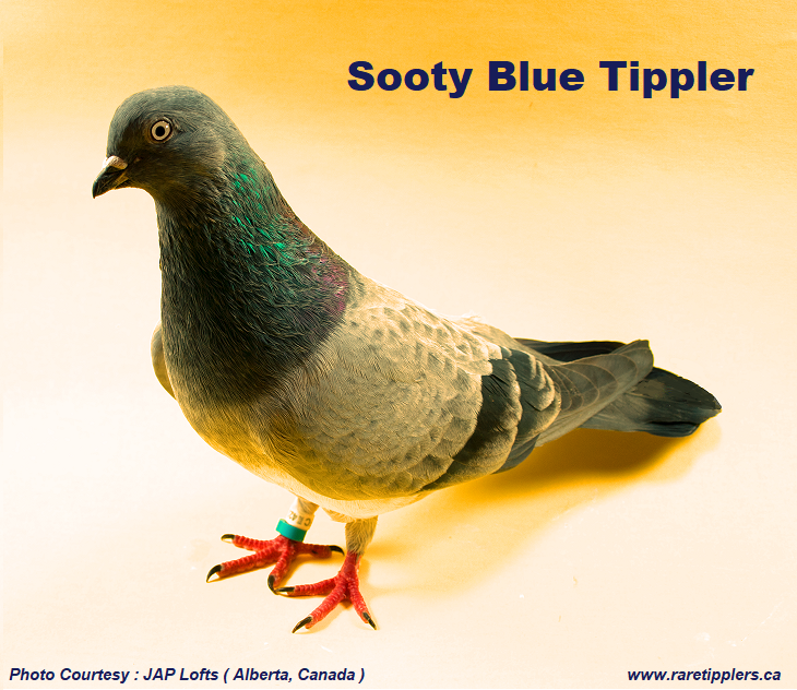 Sooty Blue Tippler