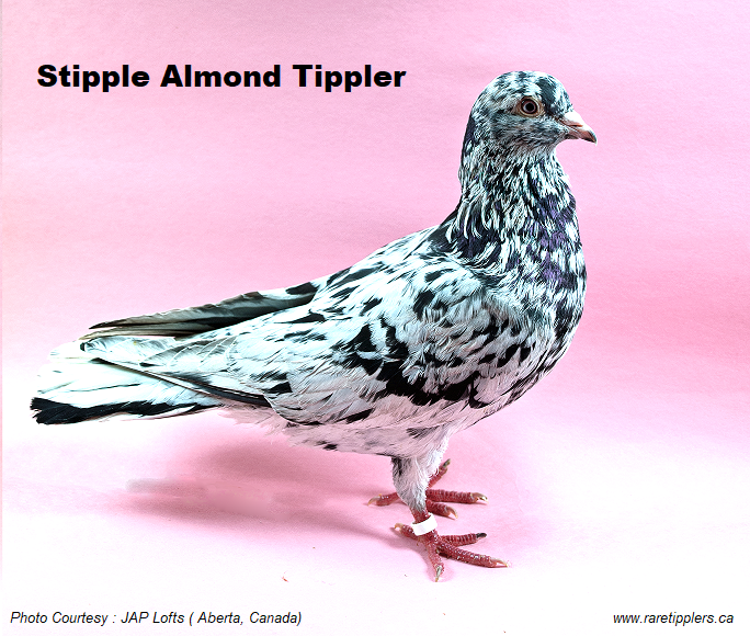 Almond Tippler