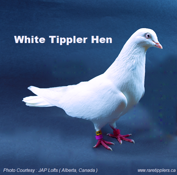 White Tippler Hen