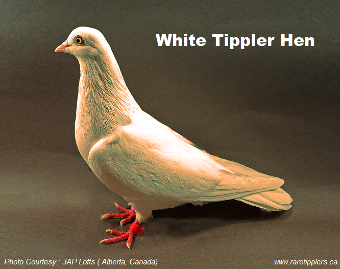 White Tippler hen 2