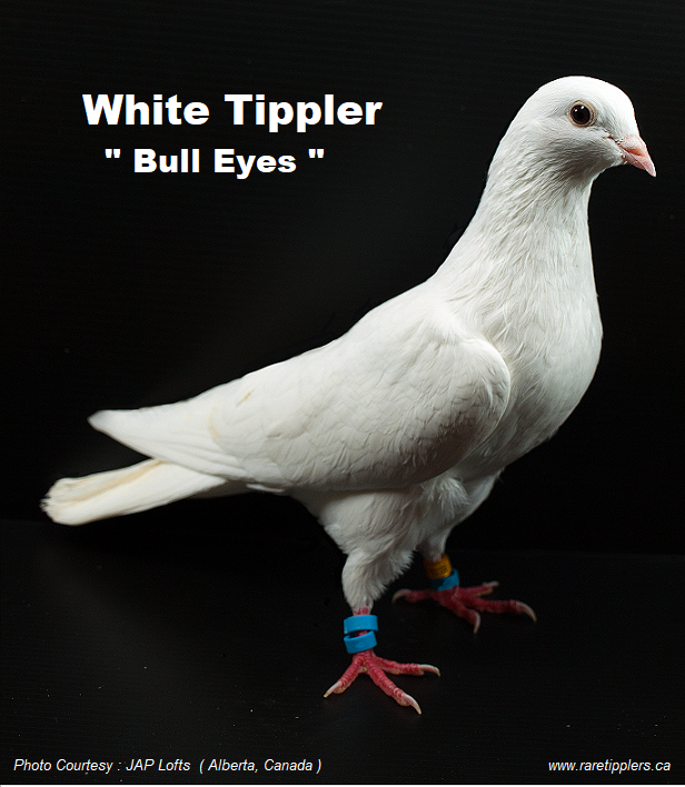 White Tippler