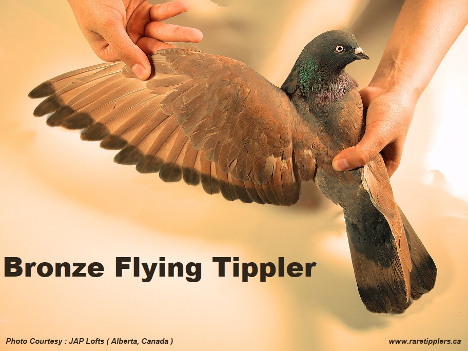 Bronze Flying Tipper Wing