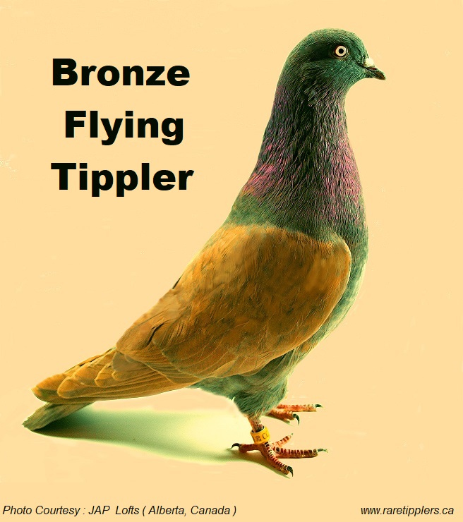 Bronze Flying Tippler