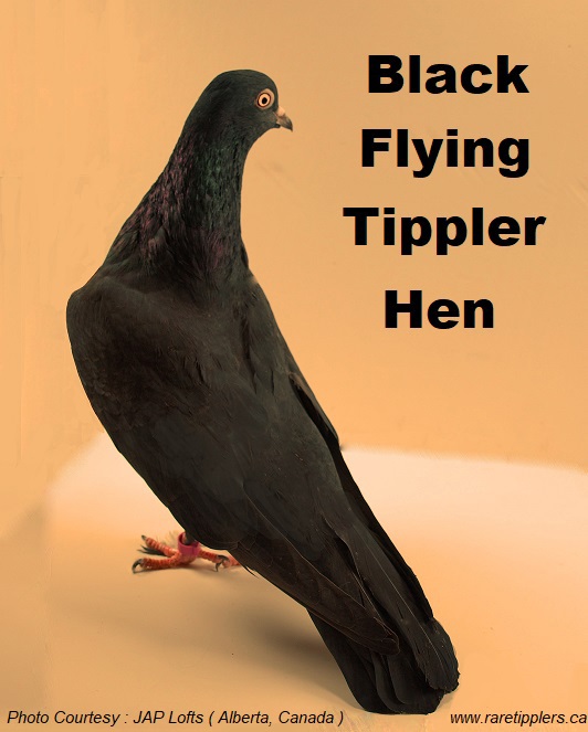  Black-Flying-Tippler-hen-back