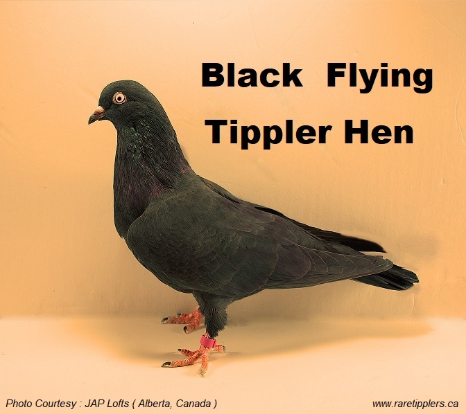  Black-Flying-Tippler-hen-body