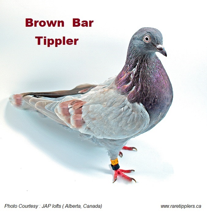 Brown Tippler