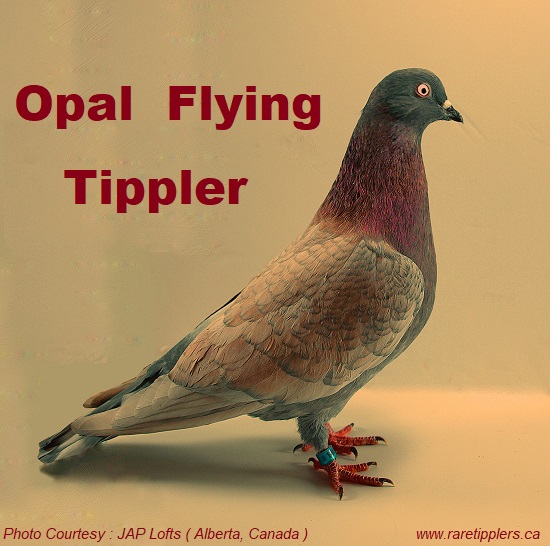 Opal-Flying-Tippler