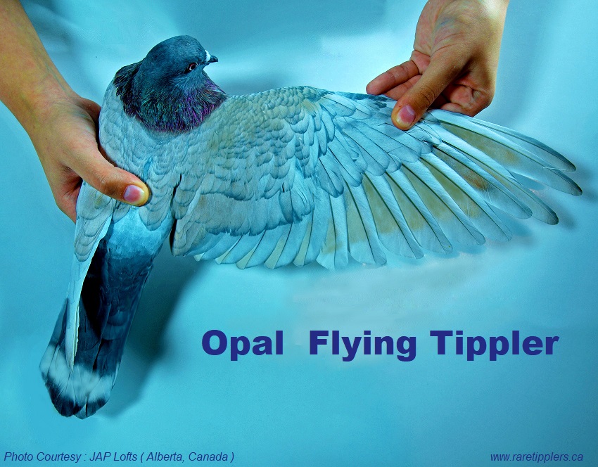 Opal-flying-Tipplers-wing