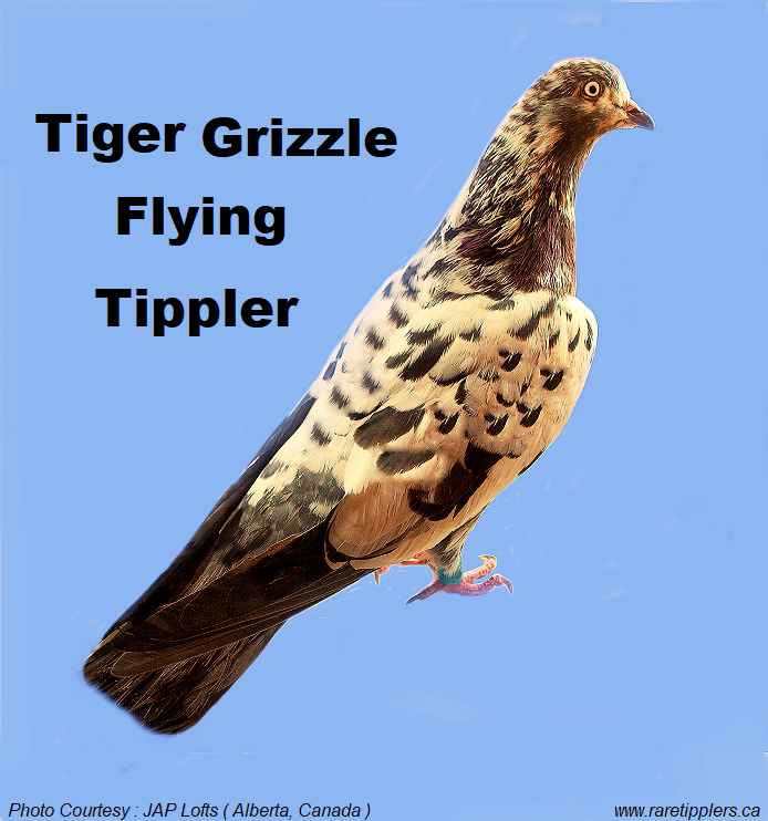 Tiger Grizzle Flying Tippler