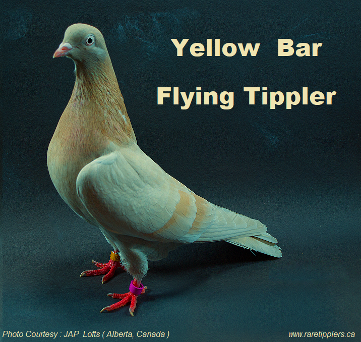 Yellow Bar Flying Tippler