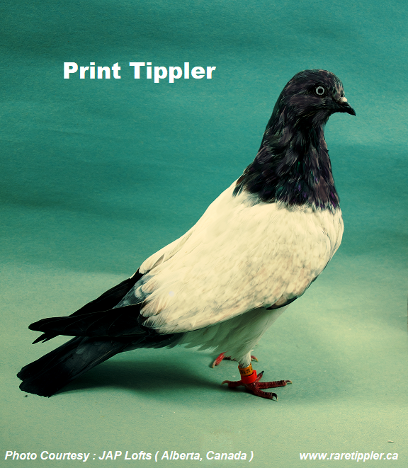 Print Flying Tippler