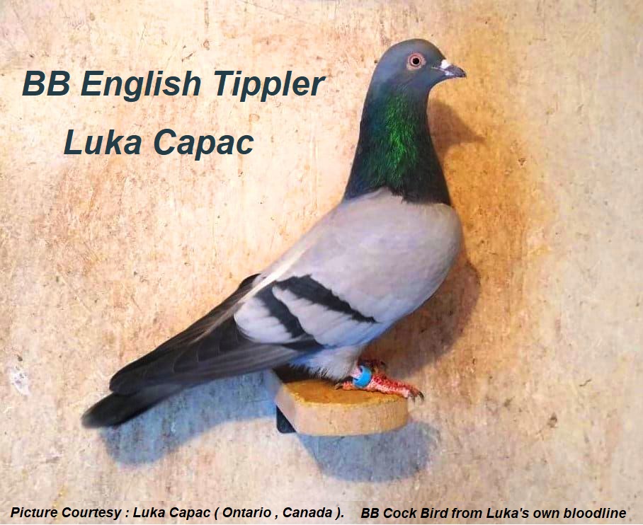 Luka Capac Tipplers